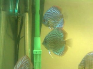 Diskus