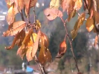 Eski Melek Çay Fabrikası Üzerinden Melekköyü