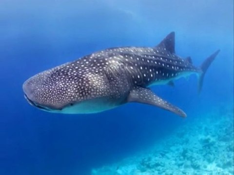 Le plus grand poisson du monde, le requin baleine_0001