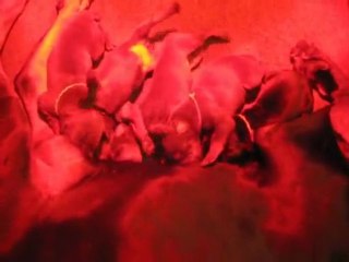 Tété chiots 10 jours