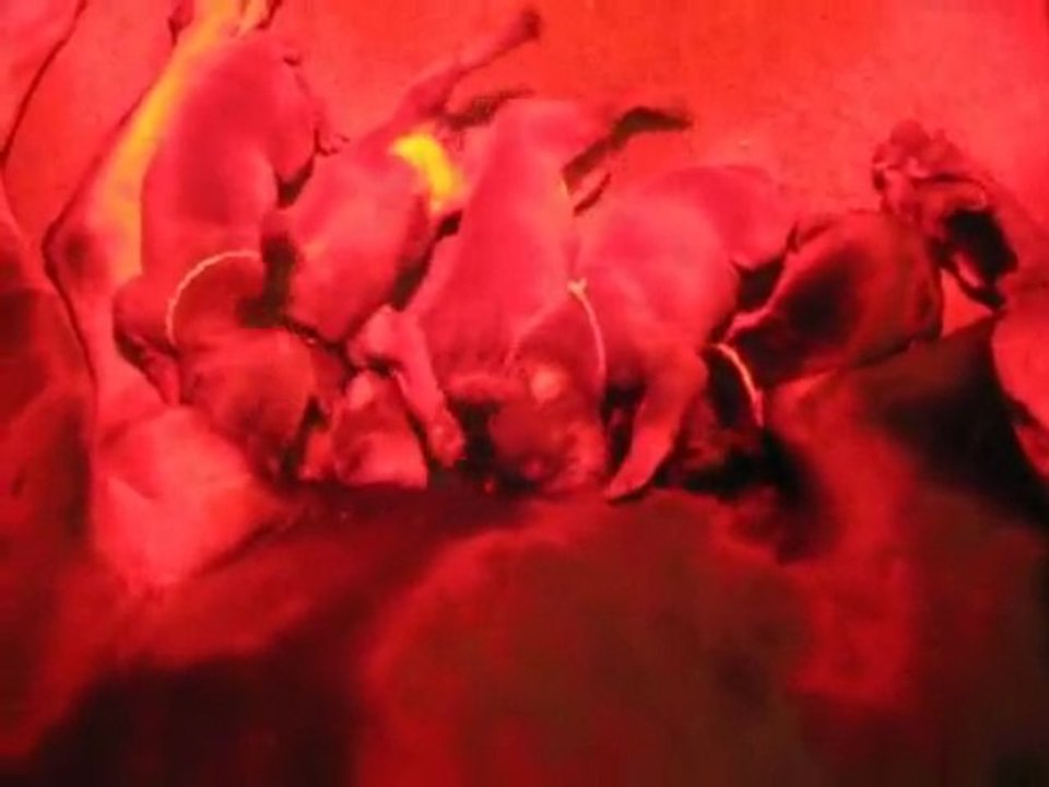 Tété chiots 10 jours