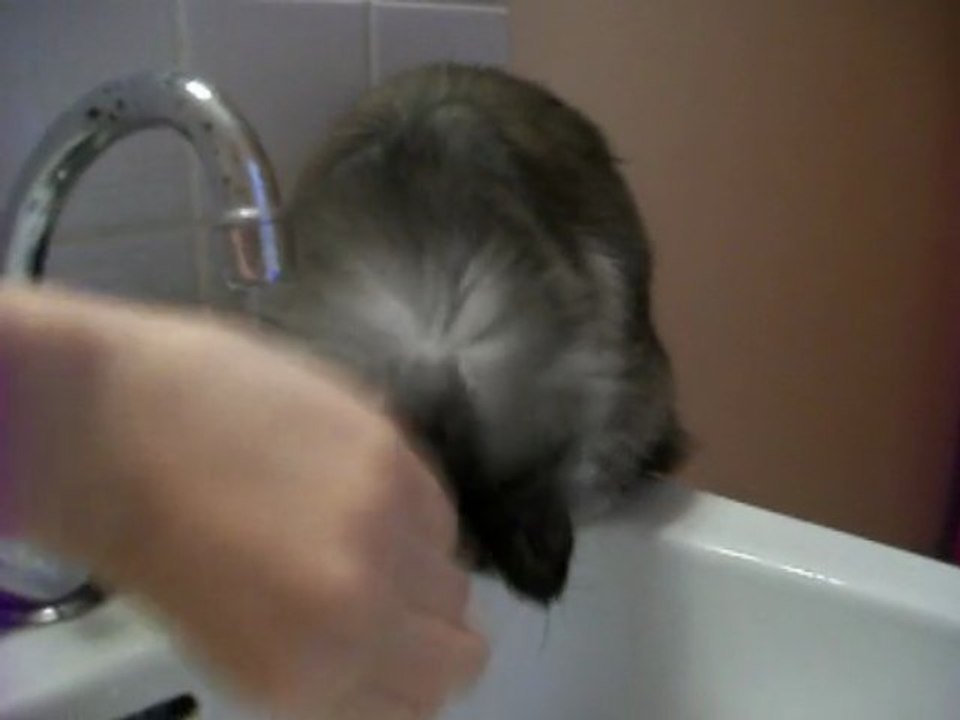 LOULOU