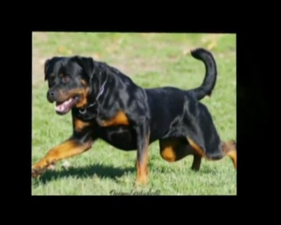 Rottweiler - jeu de balle