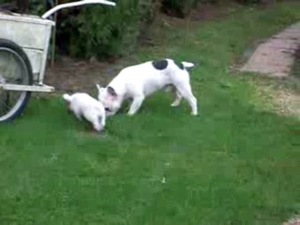 Enola découvre le jardin