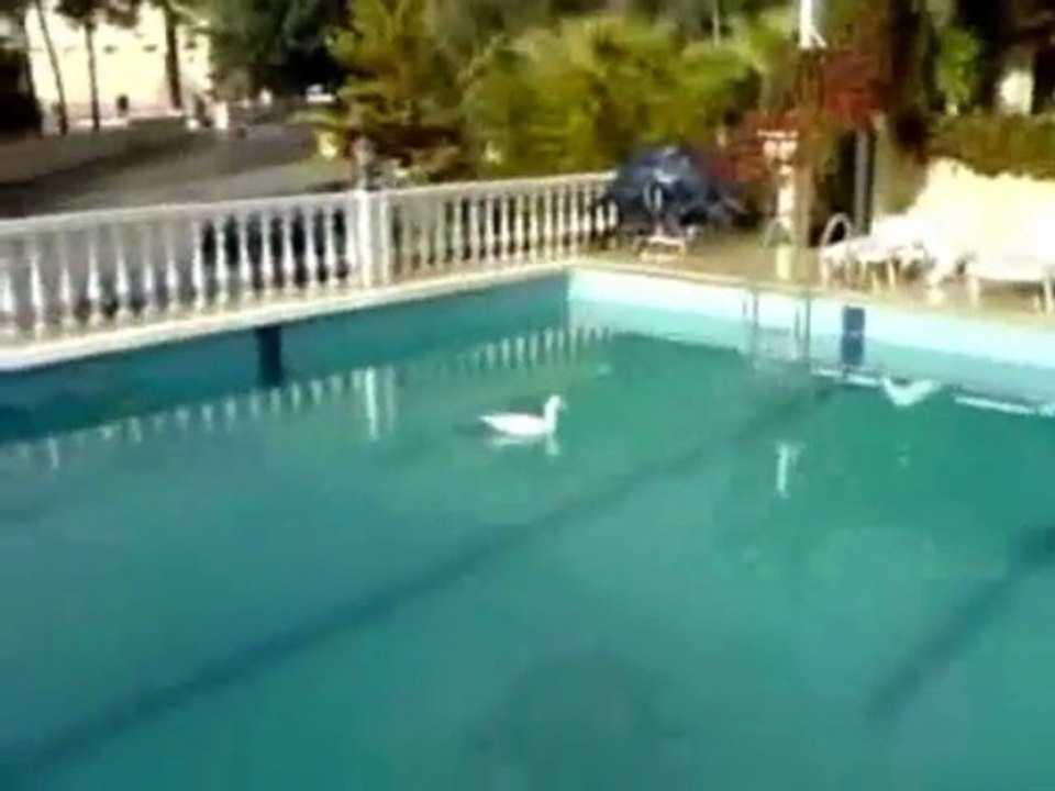 yüzme havuzundakı ördek  ( kaş habesos hotel)