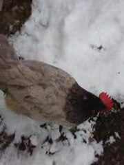 poules neige