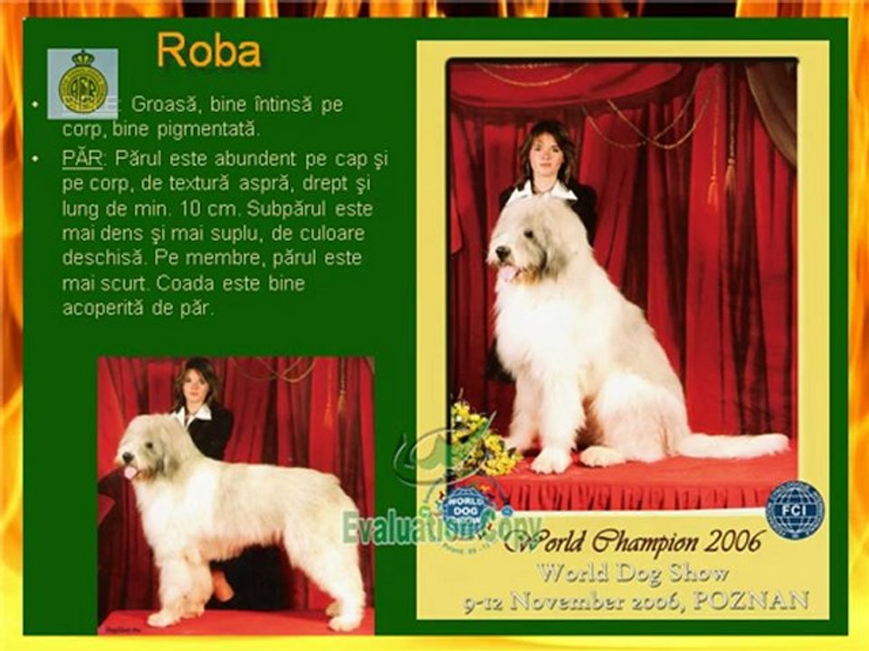 Bouvier Mioritic / Mioritic Sennenhund / Ciobănesc Romanesc
