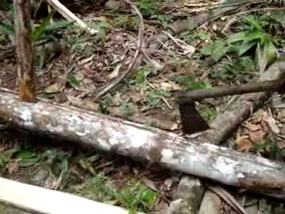 boulot en foret