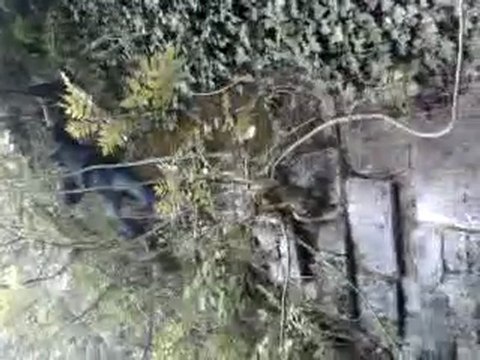 Maubeuge : Session Remparts Petit Singe en Action