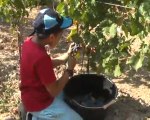 1-vendanges CE1 : le travail dans les vignes (25 09 09)