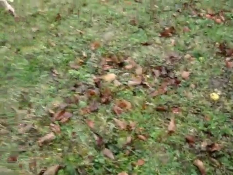 LA JOIE DE DONALD ET LA NOTRE