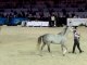 Arabian Horses World Championship 2009