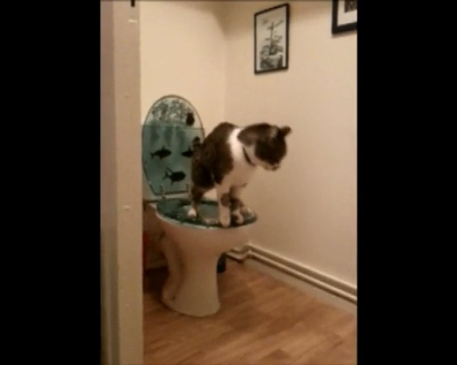 Chat aux WC