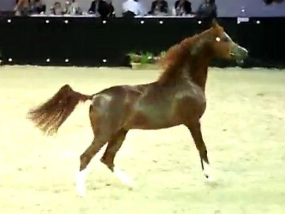 World Show Arabian Horses' Breed 09