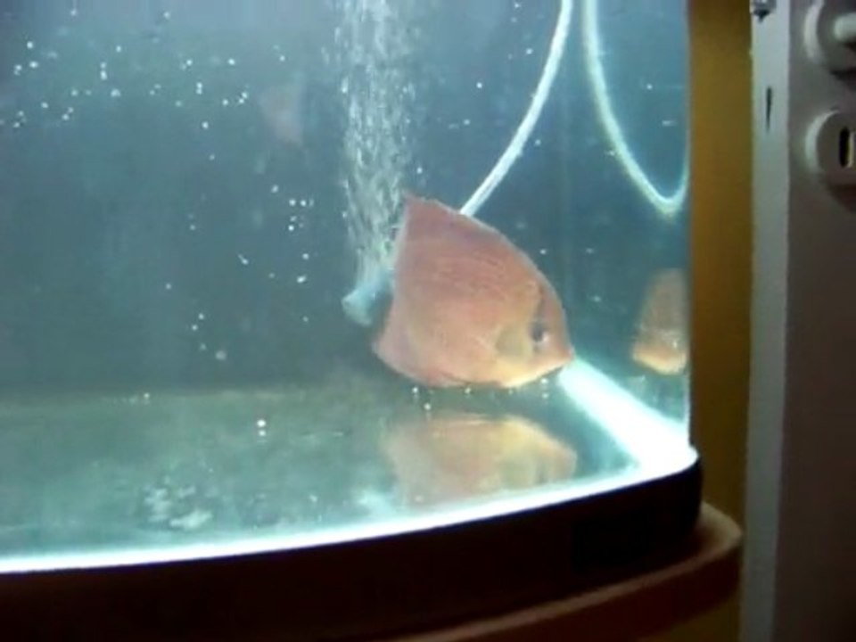 discus leopardsnakskin