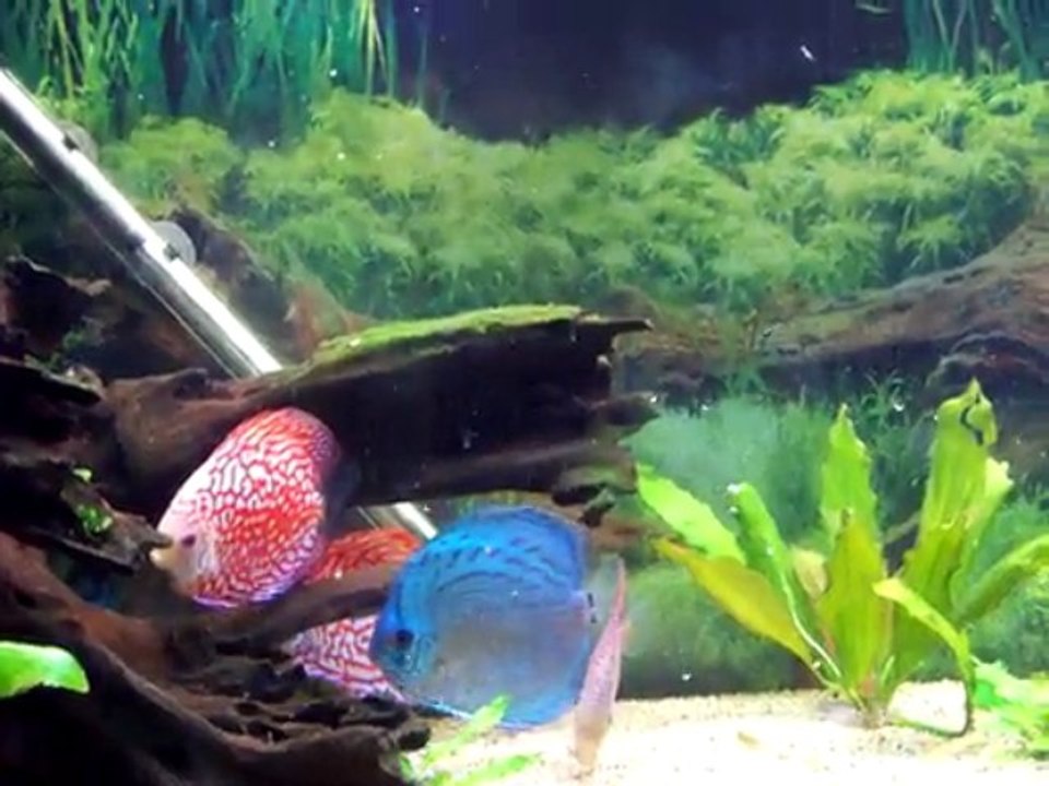 Discus mailien