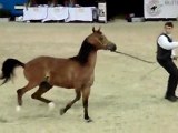 Arabian Horses Show Paris 2009