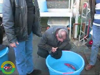 koi     DAGJE_BELGIE_21-11-2009.KIM'S KOI