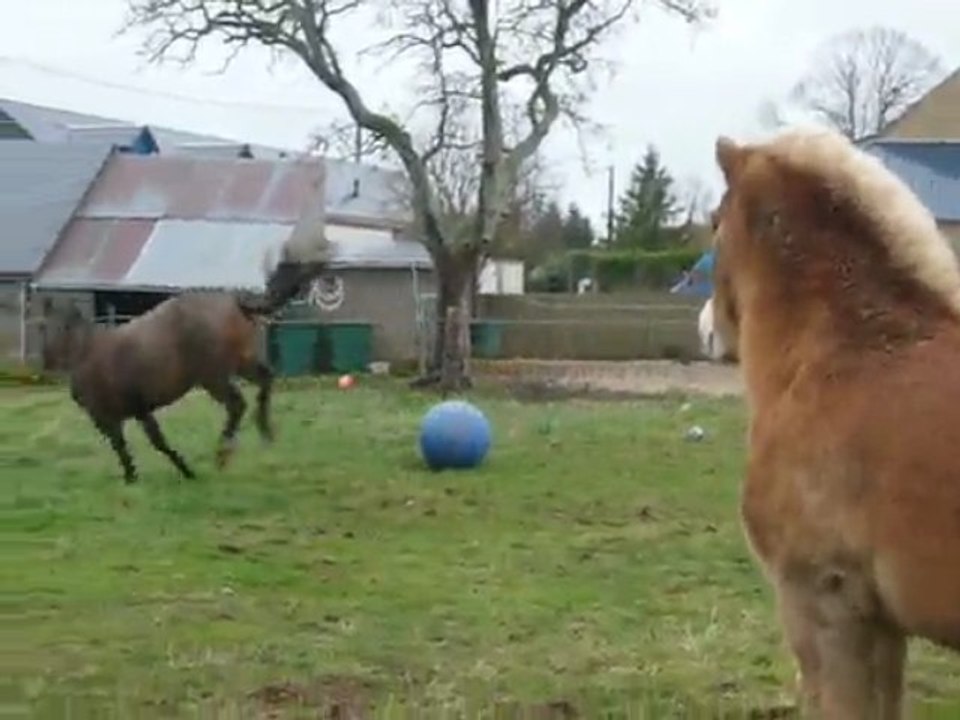 chevaux et ballon