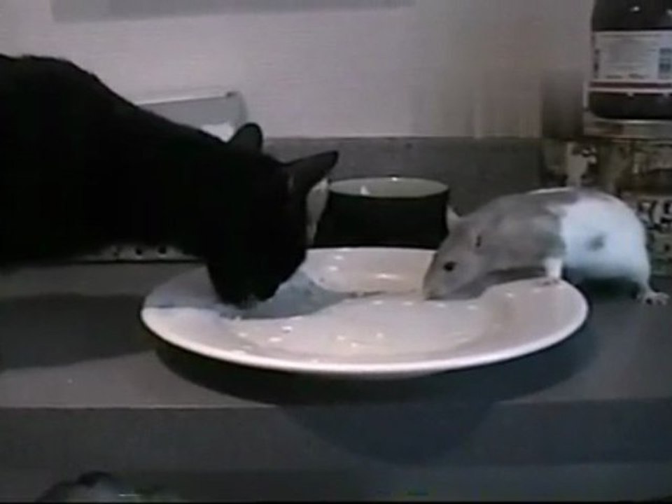 Chat et Rat : Le repas