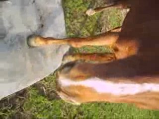 Défis n°20 : Envoyer son cheval sur quelque chose (talus...)