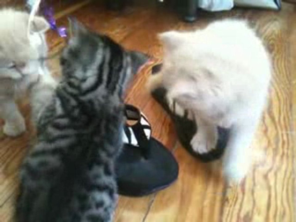 "WHERE DID YOU GET THOSE SHOES ?.." (2)