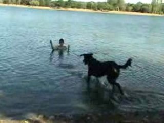 DARKA beauceron femelle