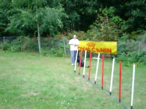 apprendre le slalom en AGILITY