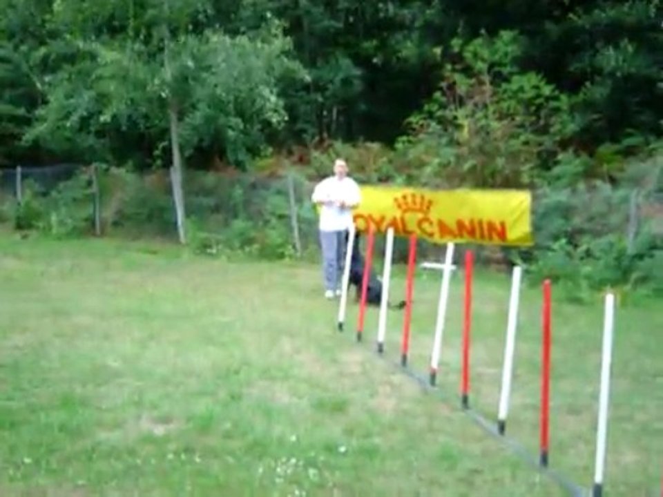 apprendre le slalom en AGILITY