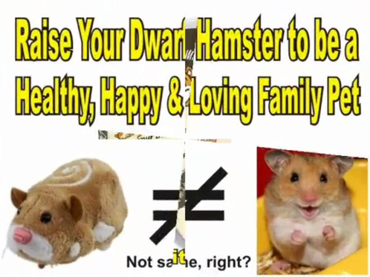 ⁣Zhu zhu Pets Recall vs Natural Hamster