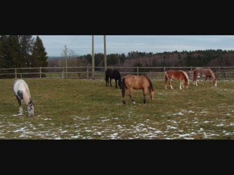 Nos 5 chevaux réunis