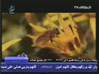 UN BEAU NACHID DE MICHARY ALAFASY: "MA3A ALLAH"