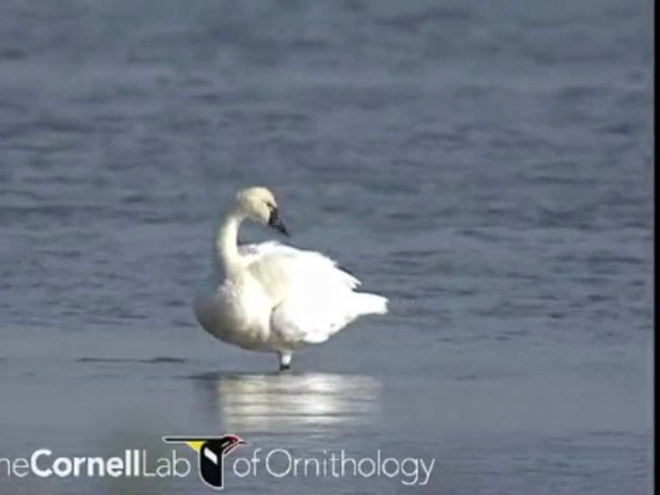Cygnus columbianus