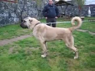 90 cm boyunda köpek