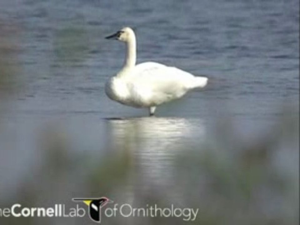 Cygnus columbianus