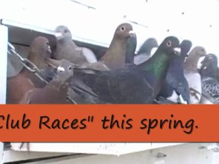 Pigeon Pals Daily Racing Club News 144 Zephyr Wins