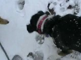 Roxy and Max playing in the snow