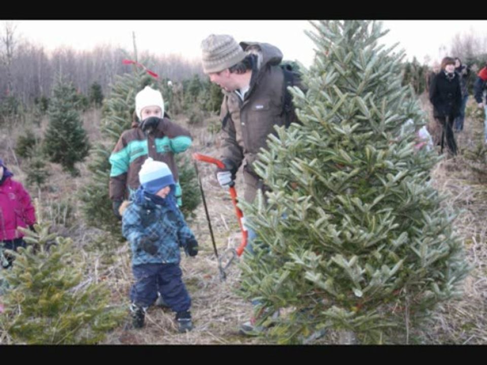 Sapin