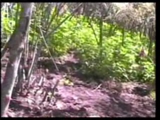 090625 descubren plantios de mariguana