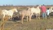 Petits chevaux camarguais, poulains et juments
