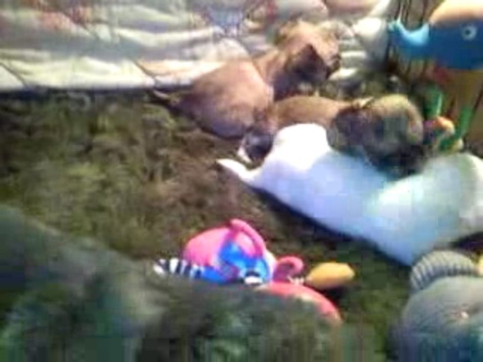 mes bébés ont 1 mois