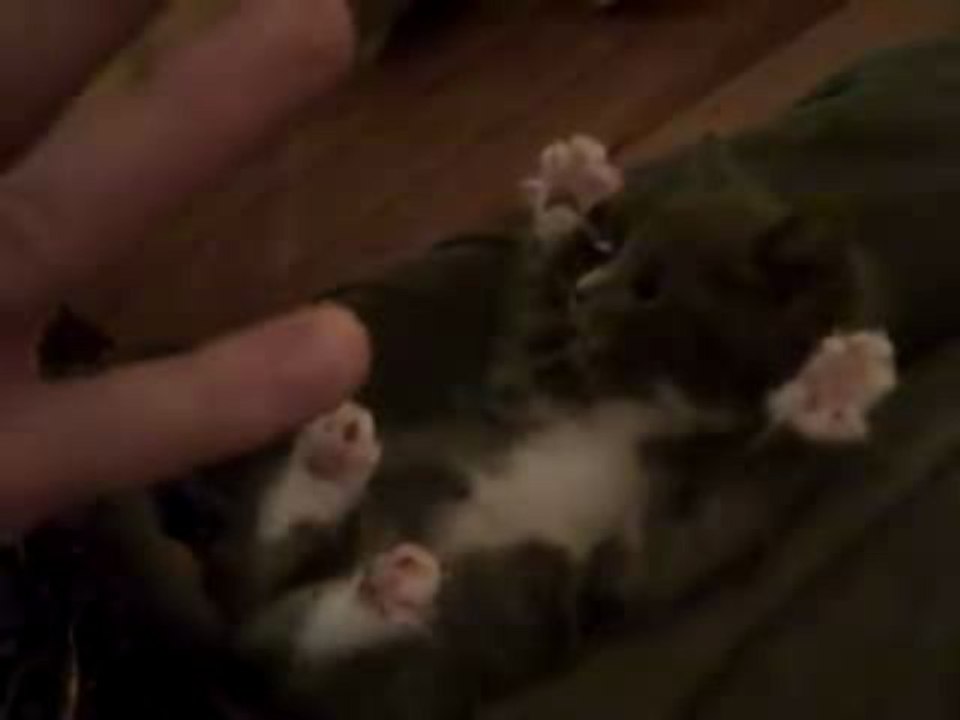 Chaton rigolo - Trop mignon