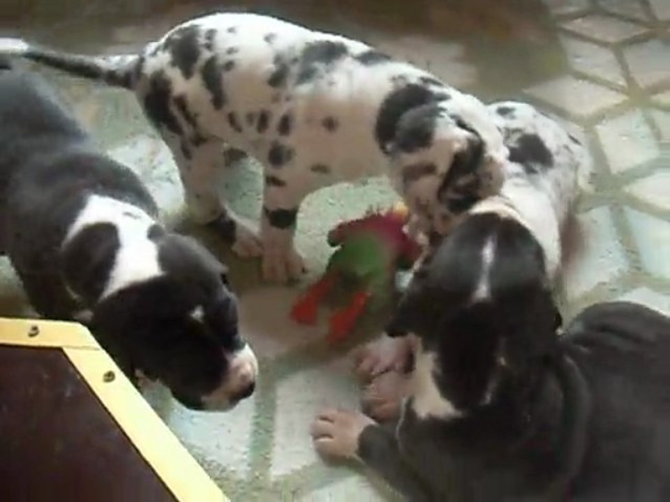 mes bébés dogues a vendre ils ont un mois