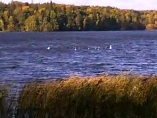 swans on a a blowie day by the lake