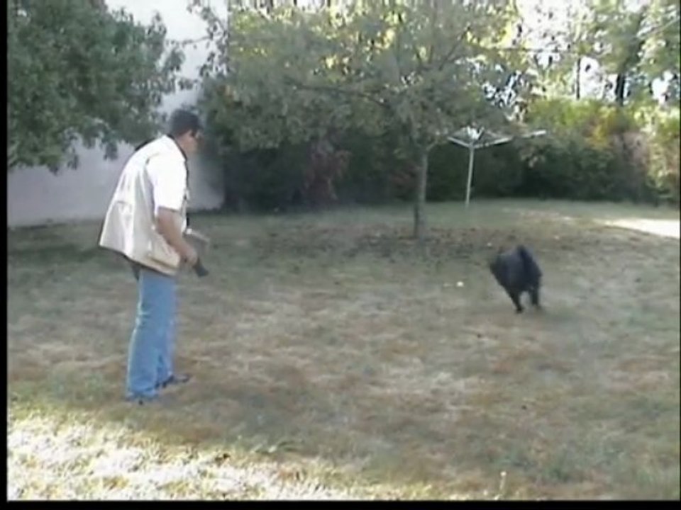 Apprendre à parler chien
