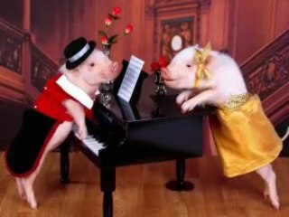 Były sobie świnki trzy.