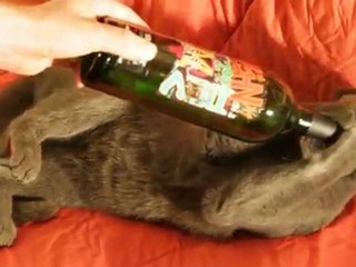 Somewhat Startled Kitty