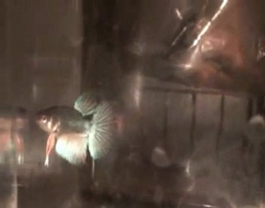 Betta splendens, jeune voile long "Orange Mécanique"