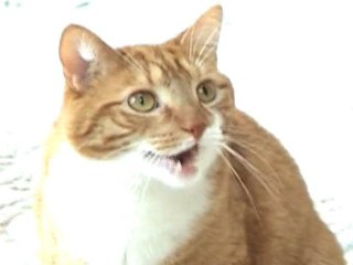 Owned in the Face Song by Mylo the Cat