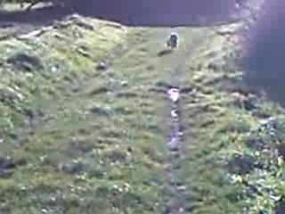 Copain  Cairn Terrier